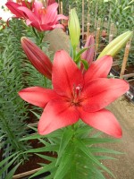 [5077 Break Out No01.JPG]